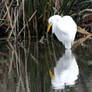 Egret at Talking Waters