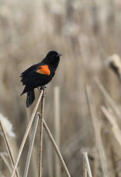 Singing Red Wing Blackbird