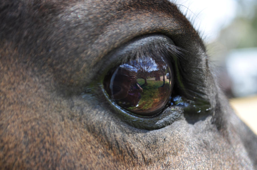 world though horse eyes......