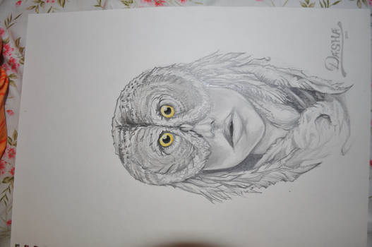 Owl head