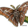 Rothschildia orizaba Moth