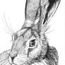 Hare