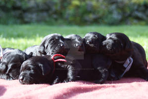 Puppy Pile!