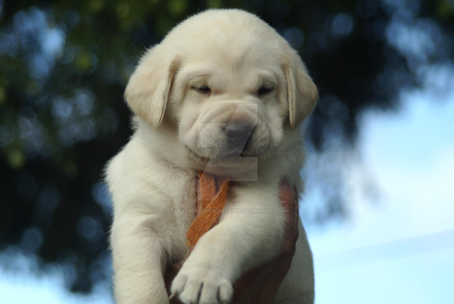 Dats a fat puppeh rite der. by TheyCallDaWindMariah on DeviantArt