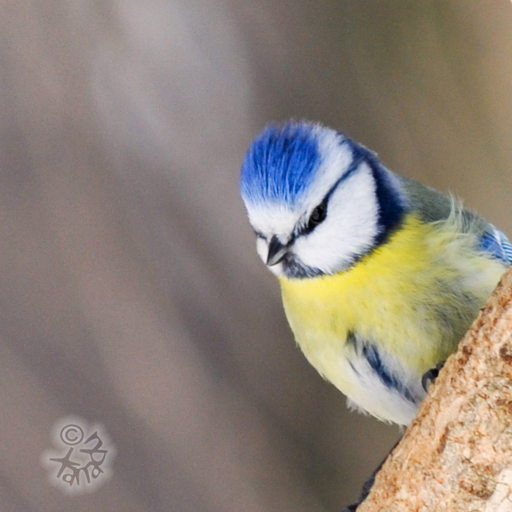 Photogenic birdie