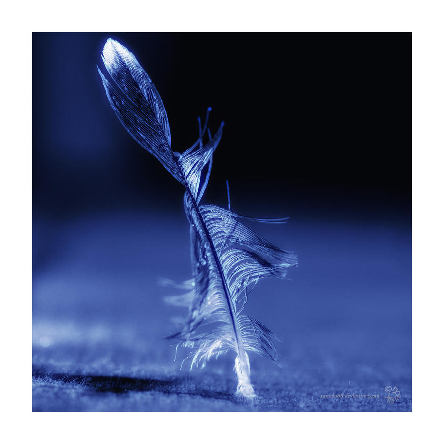 Feather