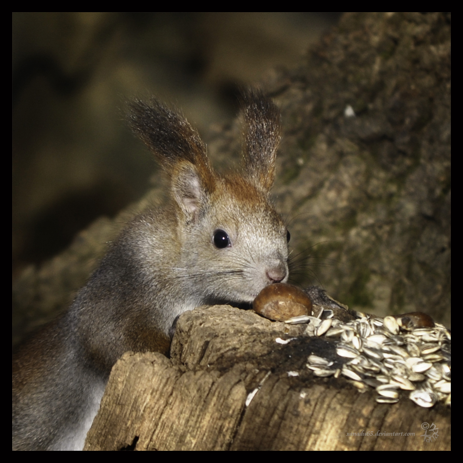 Yummy chestnut