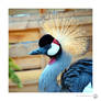The Grey Crowned Crane