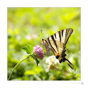 Swallowtail's Cocktail by XanaduPhotography Swallowtail's Cocktail by XanaduPhotography