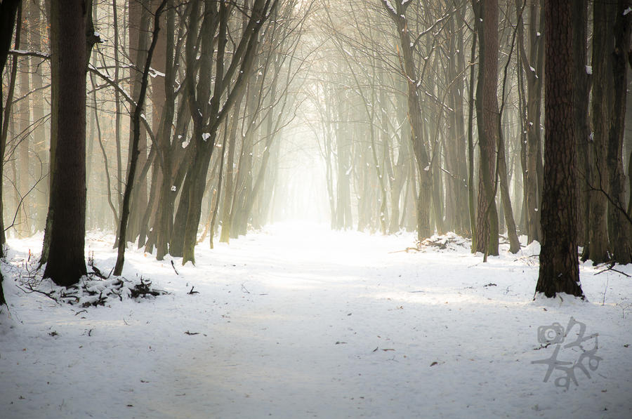 Walking between rays and winter mist by XanaduPhotography