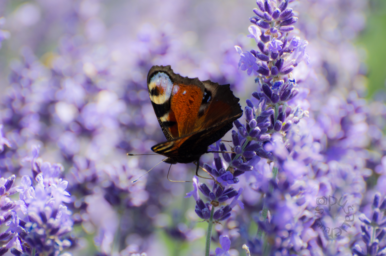 Lavender