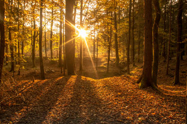 Sunny Autumn Day