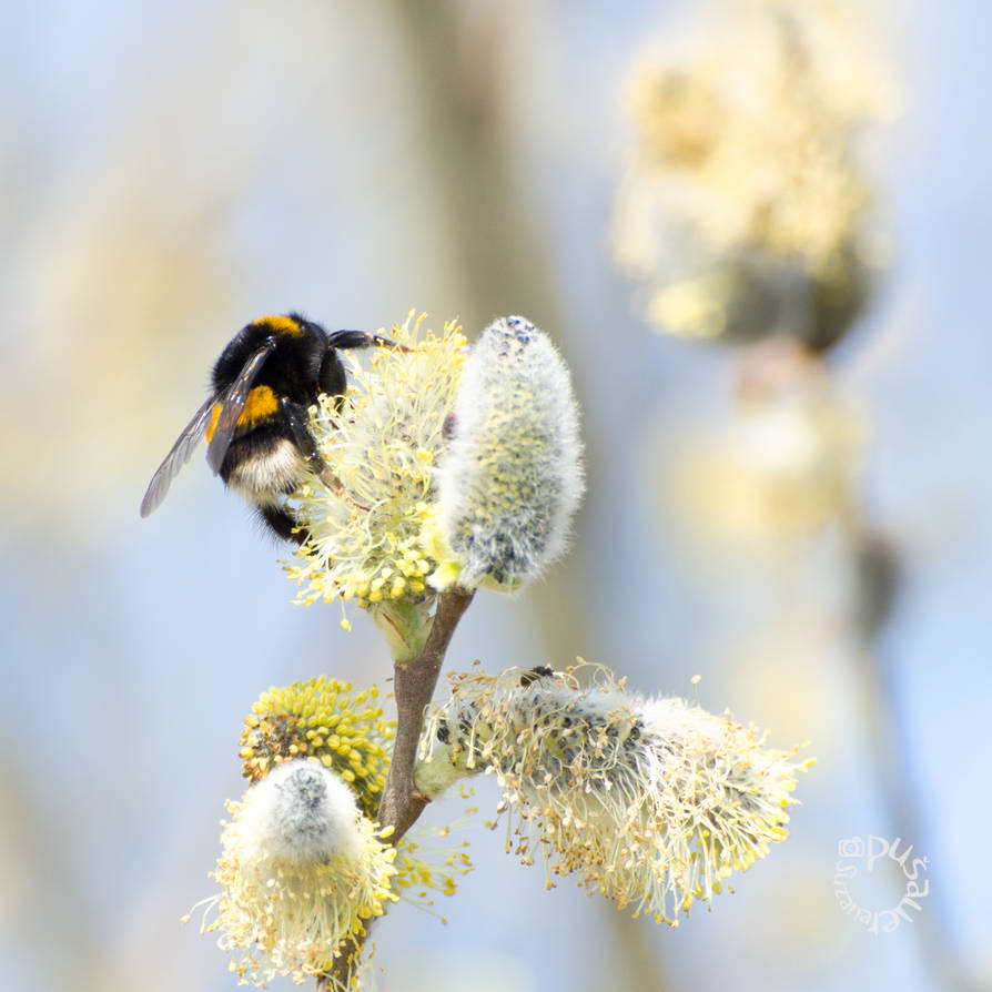 Spring Breakfast by XanaduPhotography