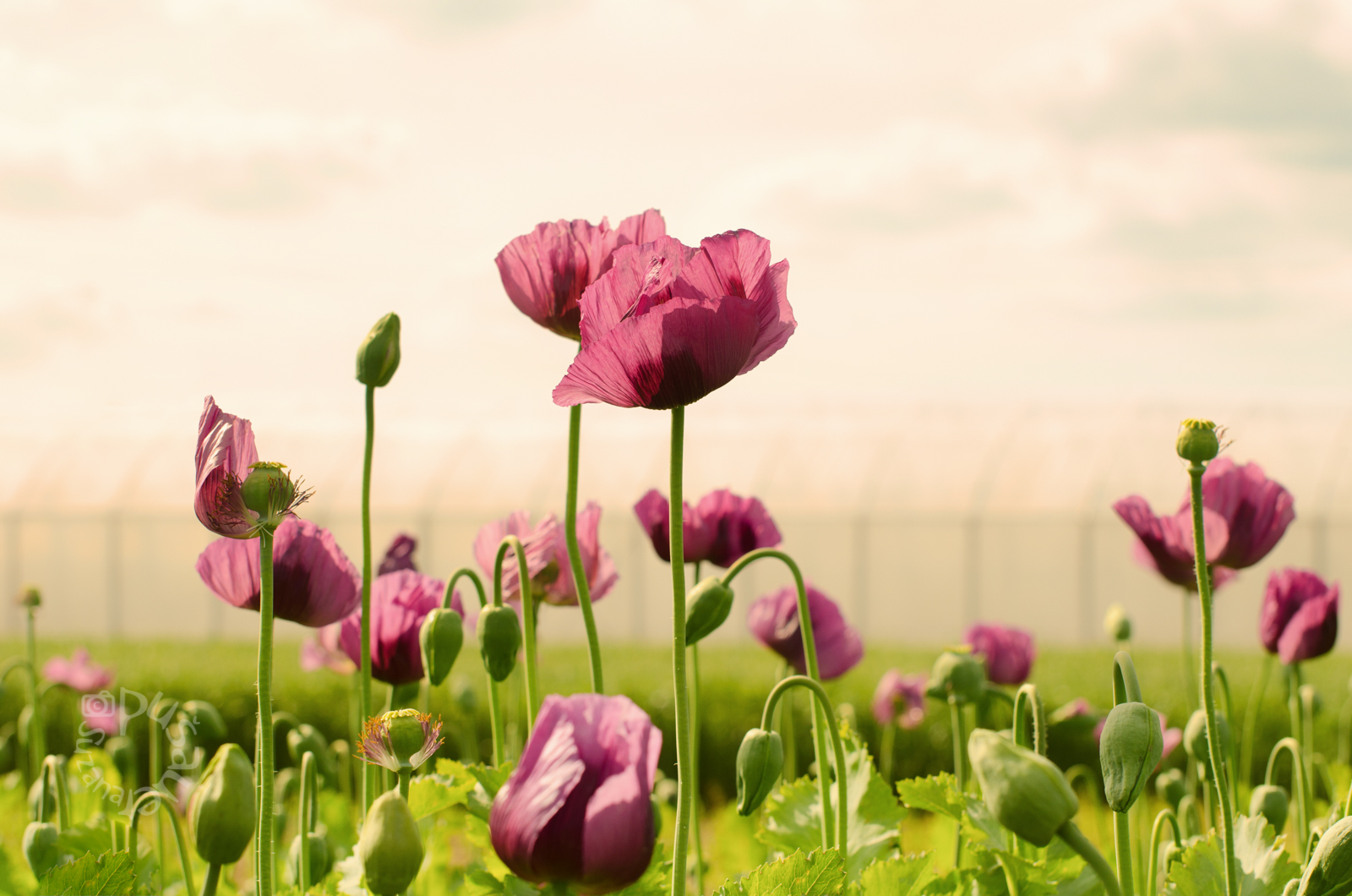 Poppies on the Horizon