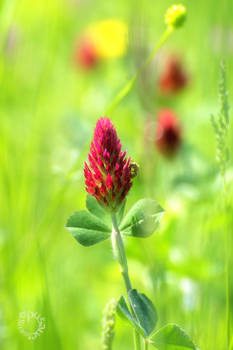 The beauty of  the Meadows