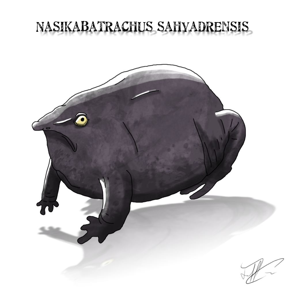 Nasikabatrachus Sahyadrensis