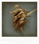 survivance by Aimelle