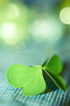 -:- green butterfly -:- by Aimelle