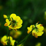 yellow duo by Aimelle