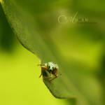 walking on the edge by Aimelle