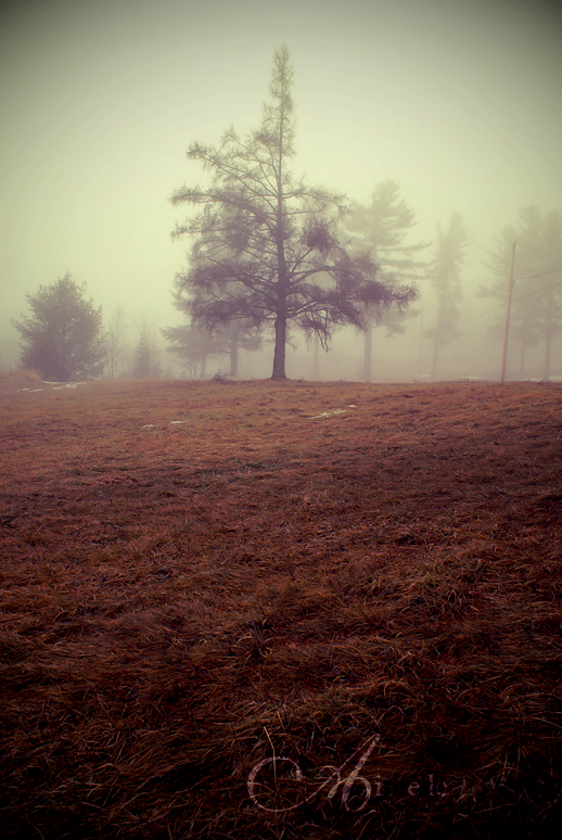 matin de brume