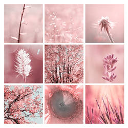 3x3 pink nature photography