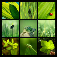 3x3 green nature photography