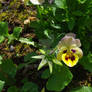 Yellow Pansy