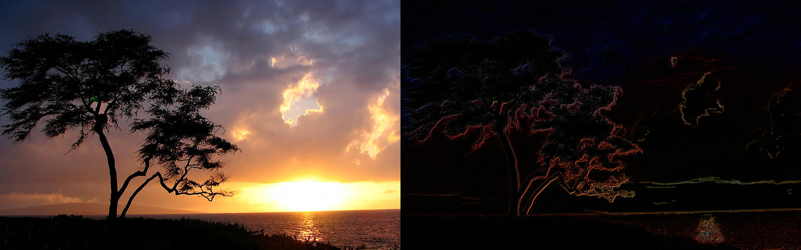 Tree Vs Tree Comp Tree Comparison by mrwho25 on DeviantArt