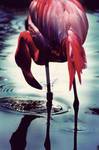 Flamingo by somermonster