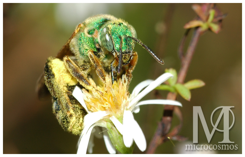 Green Bee - Halictid