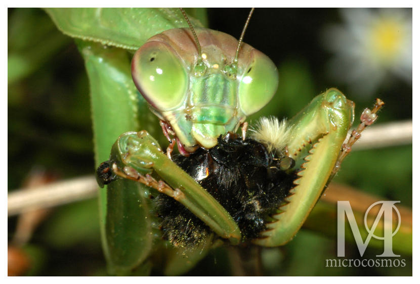 Praying Mantis Feeding By Microcosmos On Deviantart