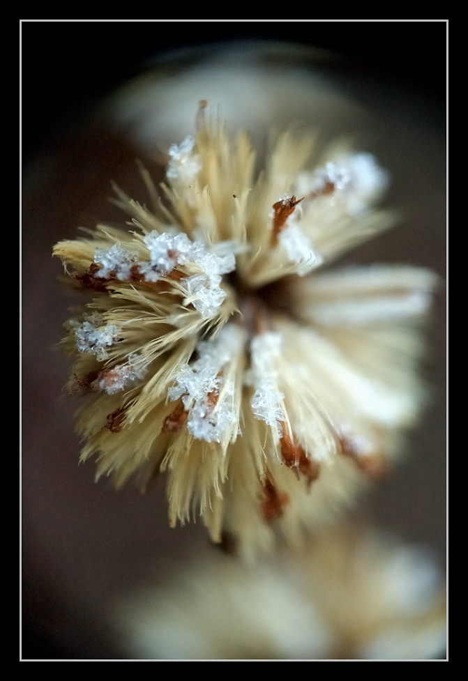 Winter Flower 3