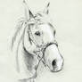 Horse Portrait on toned paper