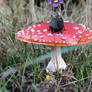 Pikmins