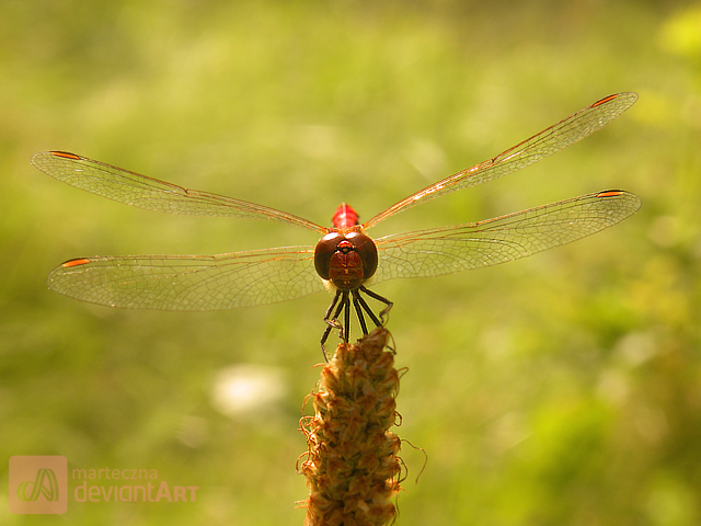 Dragonfly 3