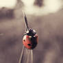 Ladybird 5
