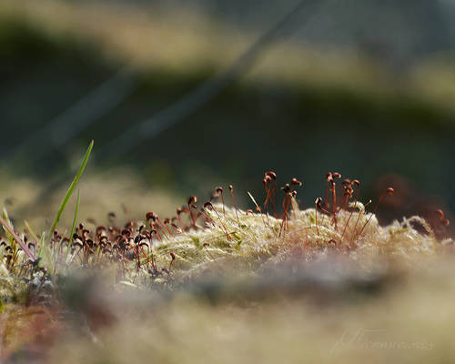 Macro moss III