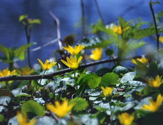 On the bank of the river