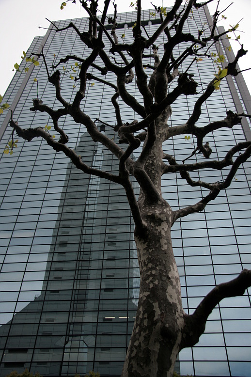 Tree and Skyscrapers