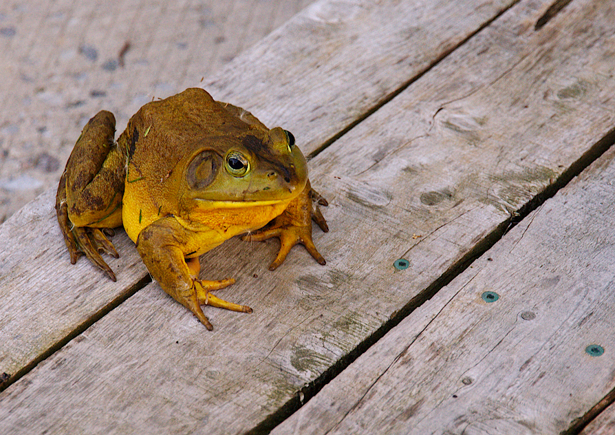 Frog - deck visitor