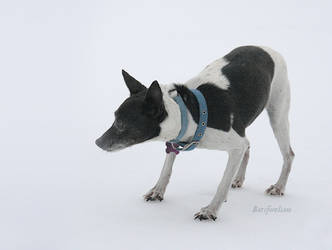 Io the Rat Terrier Dog in the Snow