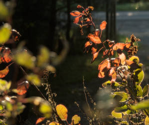 Sun on the smoke bush