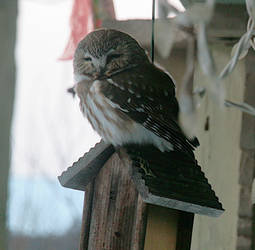 An Unexpected Visitor