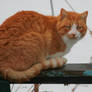 Leo, a Ginger Tomcat