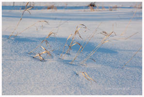 Grass in the snow.