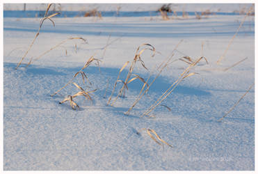 Grass in the snow.