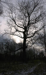 A walk in the woods