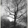 Black and white walk into the woods
