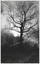 Black and white walk into the woods